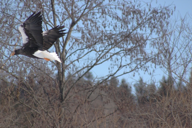 f:id:bihorokiyoshi:20220213073833j:plain