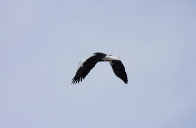 f:id:bihorokiyoshi:20220213073847j:plain