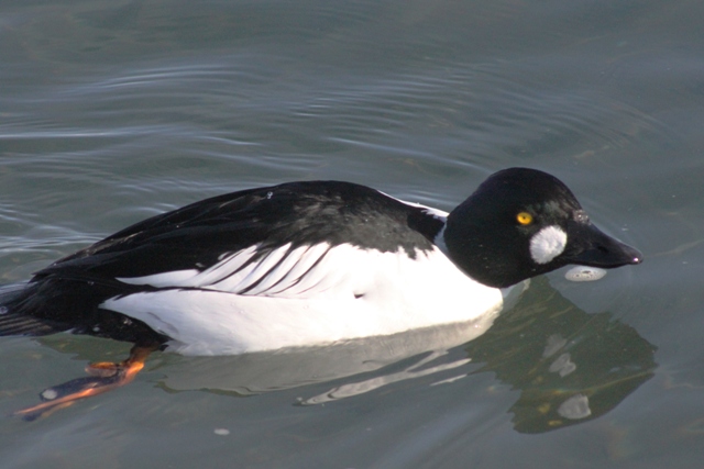 f:id:bihorokiyoshi:20220214080509j:plain