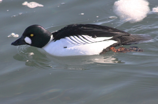 f:id:bihorokiyoshi:20220214080610j:plain