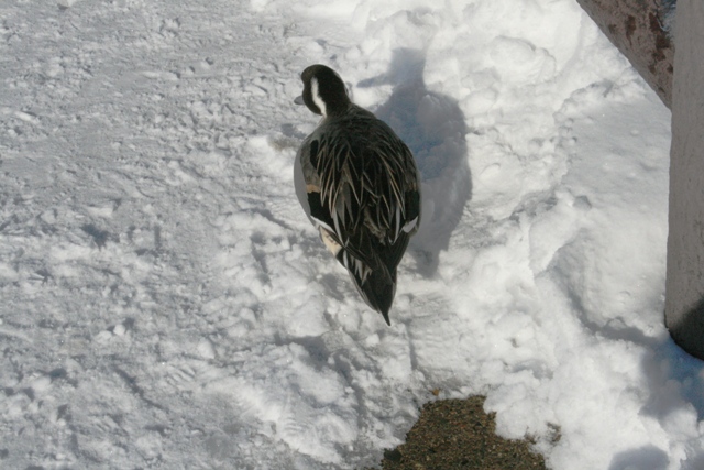 f:id:bihorokiyoshi:20220214080656j:plain