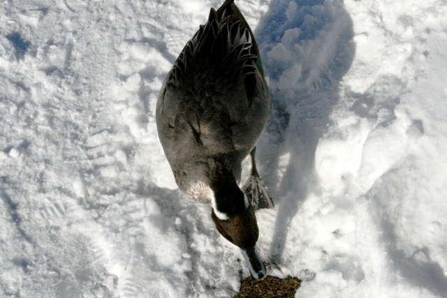 f:id:bihorokiyoshi:20220214080724j:plain