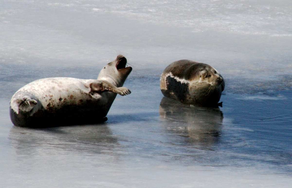 f:id:bihorokiyoshi:20220301065205j:plain