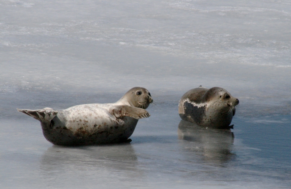 f:id:bihorokiyoshi:20220301065217j:plain