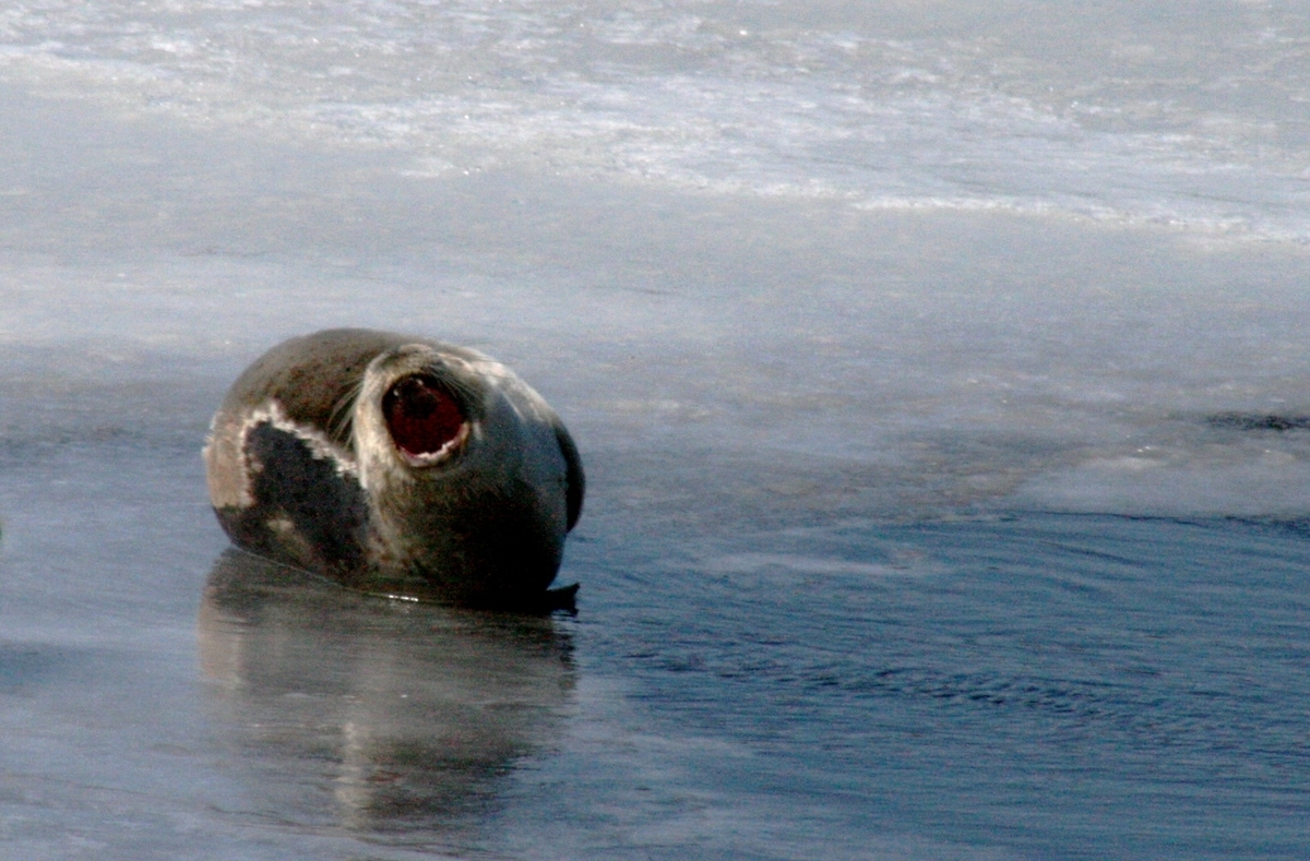 f:id:bihorokiyoshi:20220301065238j:plain