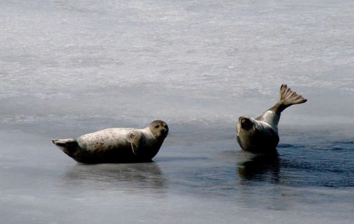 f:id:bihorokiyoshi:20220301065251j:plain