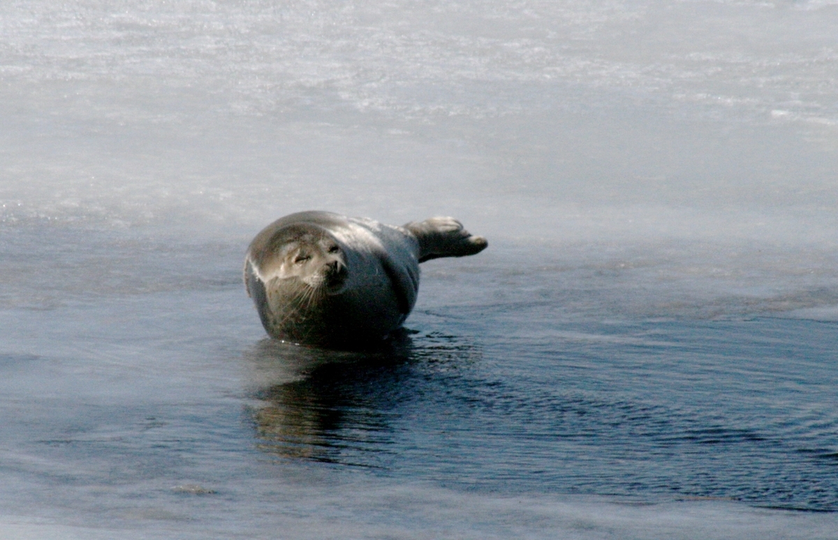 f:id:bihorokiyoshi:20220301065321j:plain