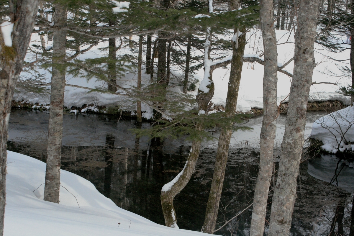 f:id:bihorokiyoshi:20220302074918j:plain