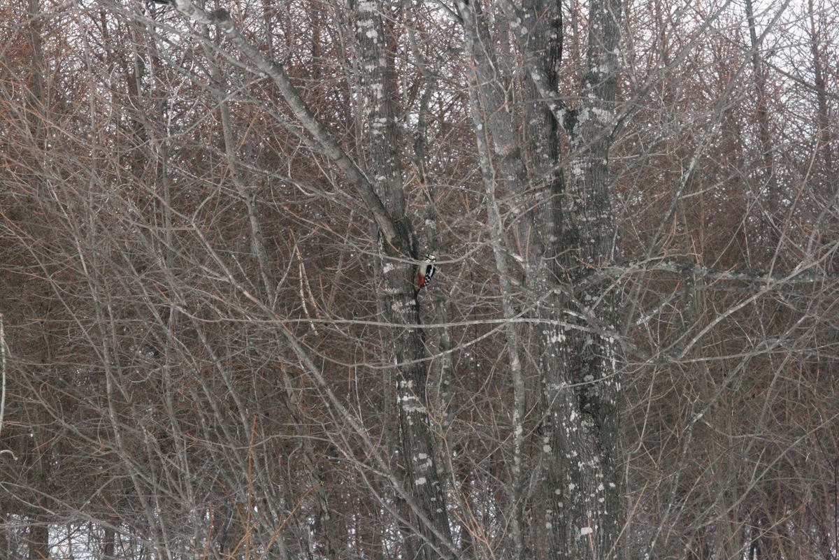 f:id:bihorokiyoshi:20220310082153j:plain