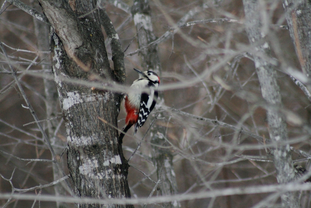 f:id:bihorokiyoshi:20220310082211j:plain