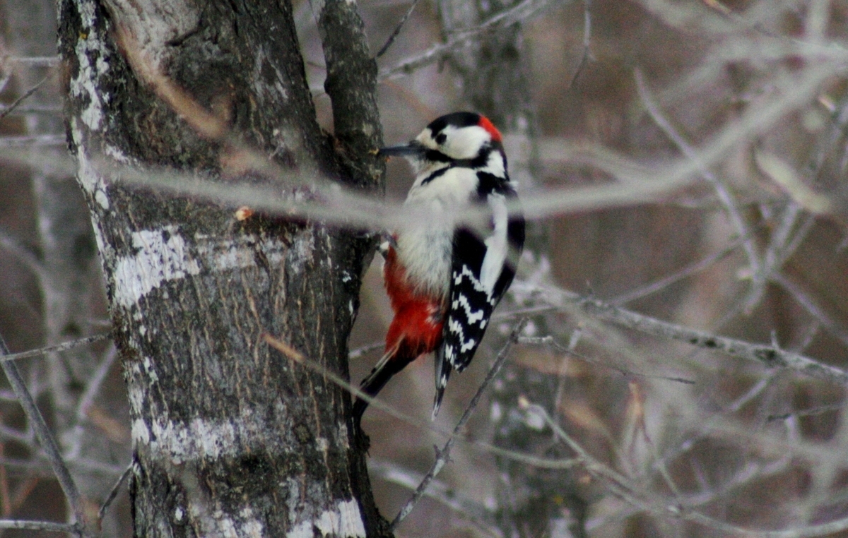 f:id:bihorokiyoshi:20220310082231j:plain