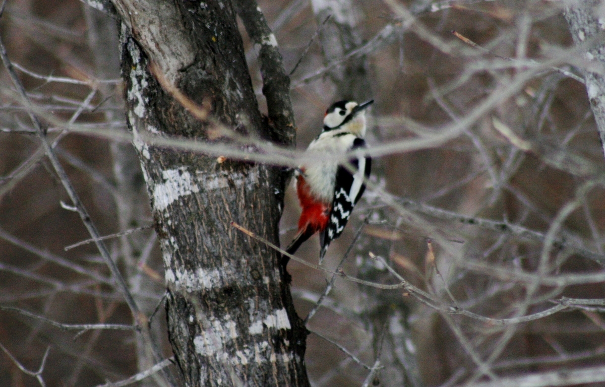 f:id:bihorokiyoshi:20220310082258j:plain