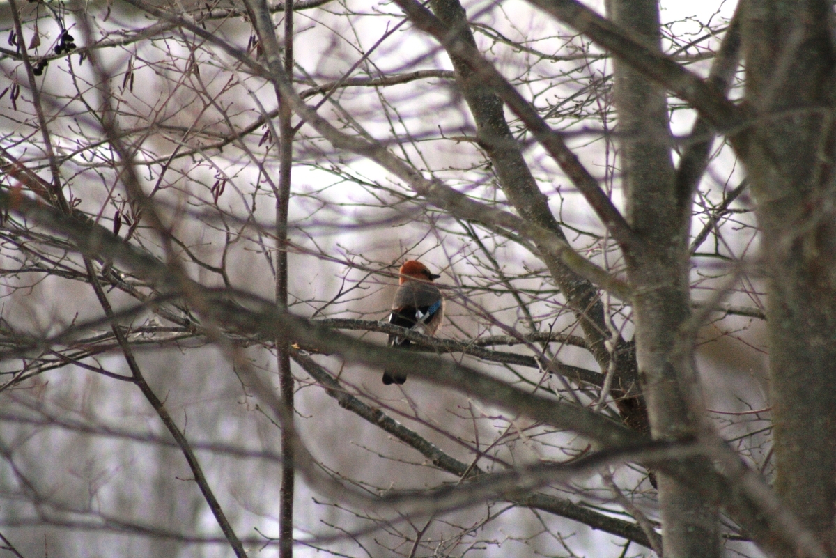 f:id:bihorokiyoshi:20220315073719j:plain