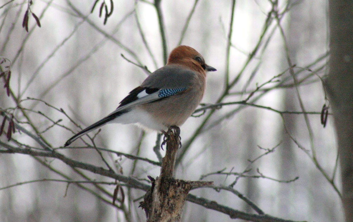 f:id:bihorokiyoshi:20220315073736j:plain