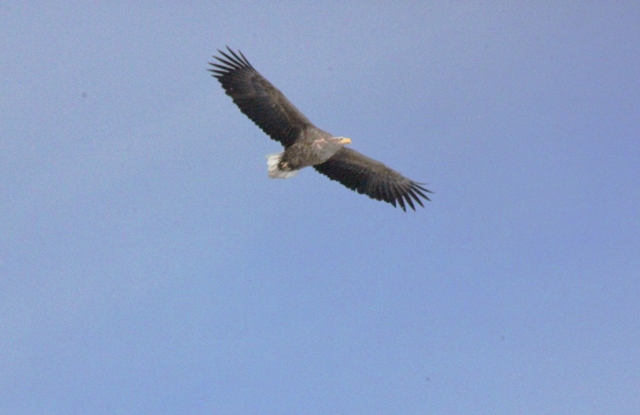 f:id:bihorokiyoshi:20220317082630j:plain