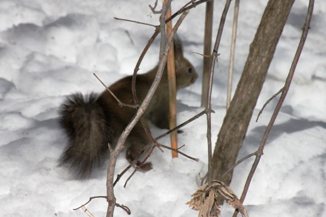 f:id:bihorokiyoshi:20220324074534j:plain