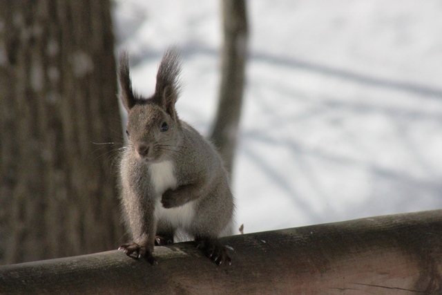 f:id:bihorokiyoshi:20220324074543j:plain