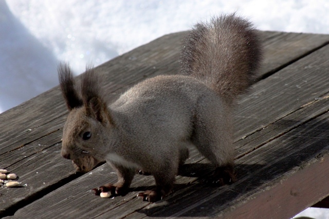 f:id:bihorokiyoshi:20220324074552j:plain