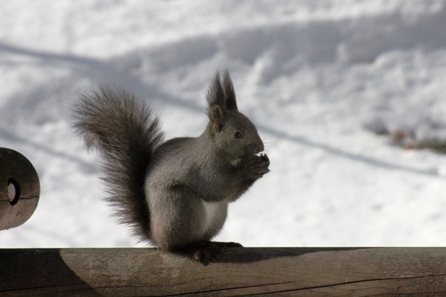 f:id:bihorokiyoshi:20220324074600j:plain