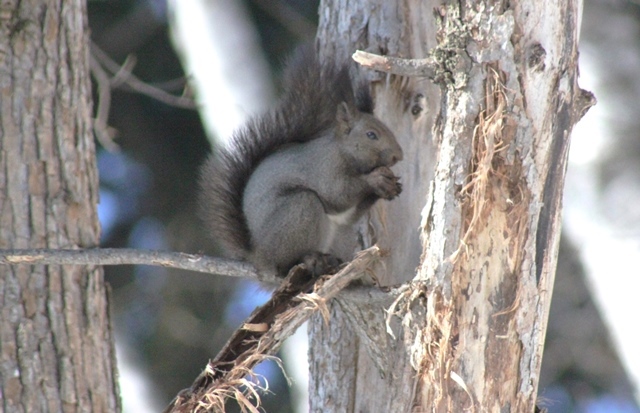 f:id:bihorokiyoshi:20220324074609j:plain