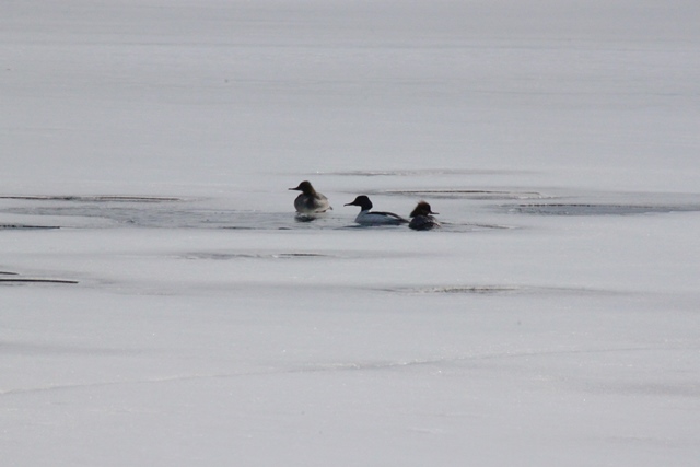 f:id:bihorokiyoshi:20220325084508j:plain