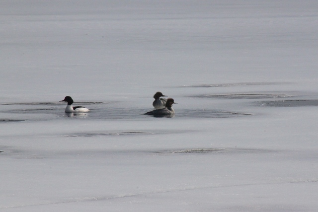 f:id:bihorokiyoshi:20220325084518j:plain