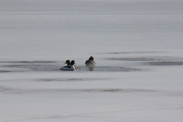 f:id:bihorokiyoshi:20220325084527j:plain