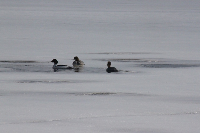 f:id:bihorokiyoshi:20220325084536j:plain