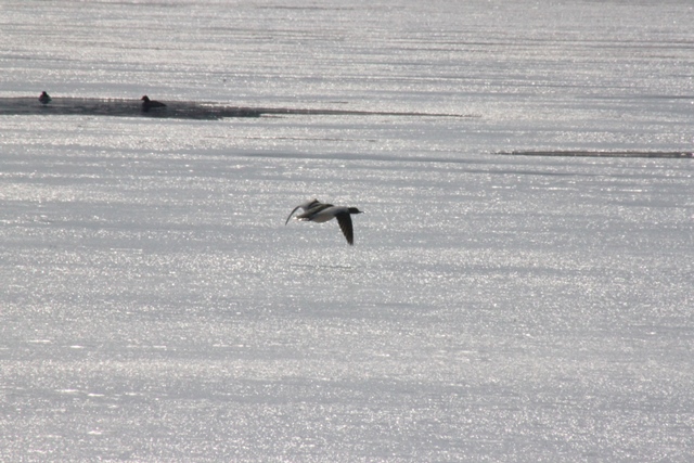 f:id:bihorokiyoshi:20220325084547j:plain