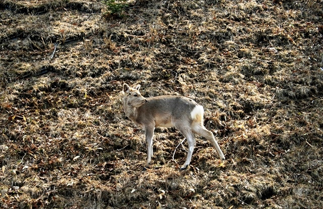 f:id:bihorokiyoshi:20220414070831j:plain