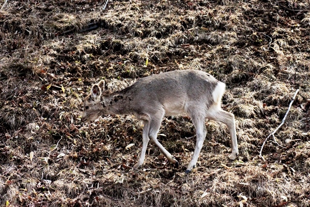 f:id:bihorokiyoshi:20220414070853j:plain