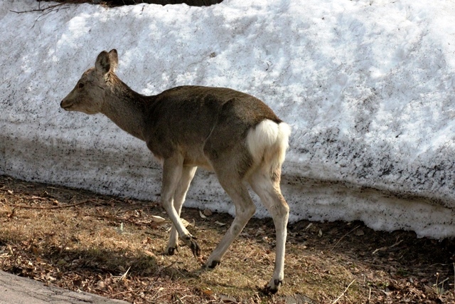 f:id:bihorokiyoshi:20220414070920j:plain