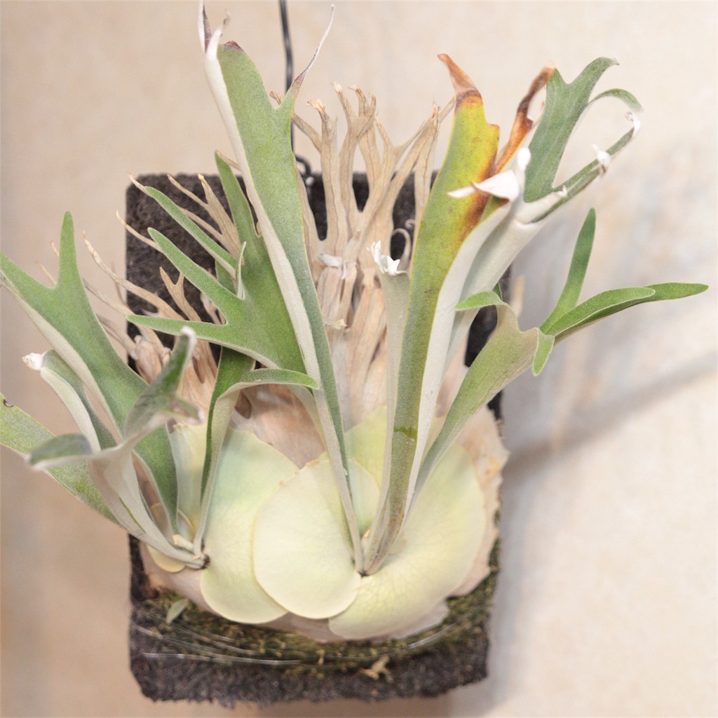 P. veitchii (wild)の成長記録 - bikalog