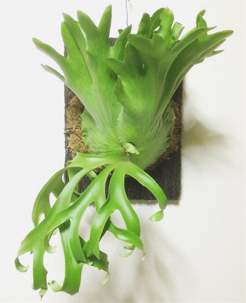 P. coronarium (cv. White spore) - bikalog