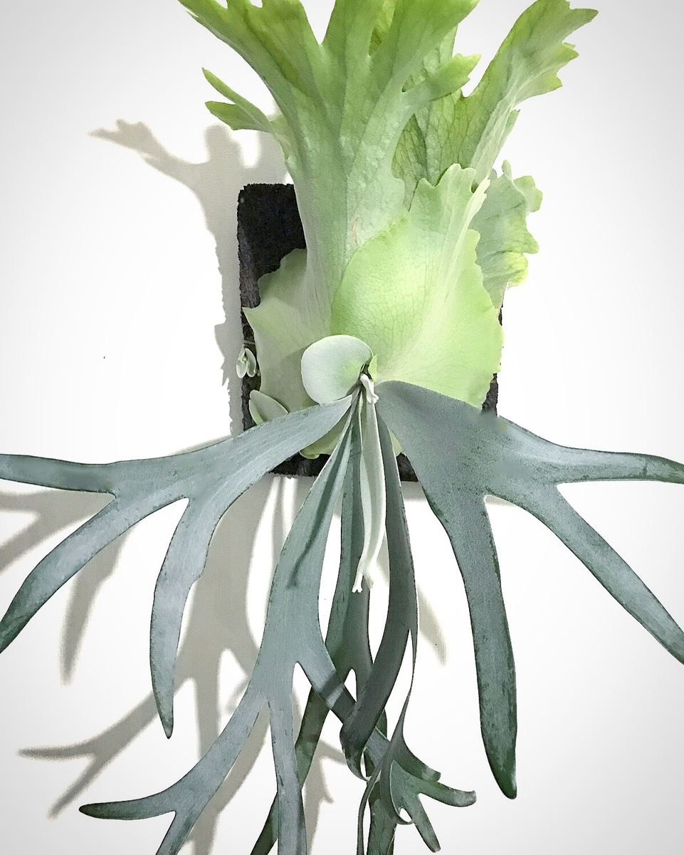 P. willinckii 'Bali' - bikalog