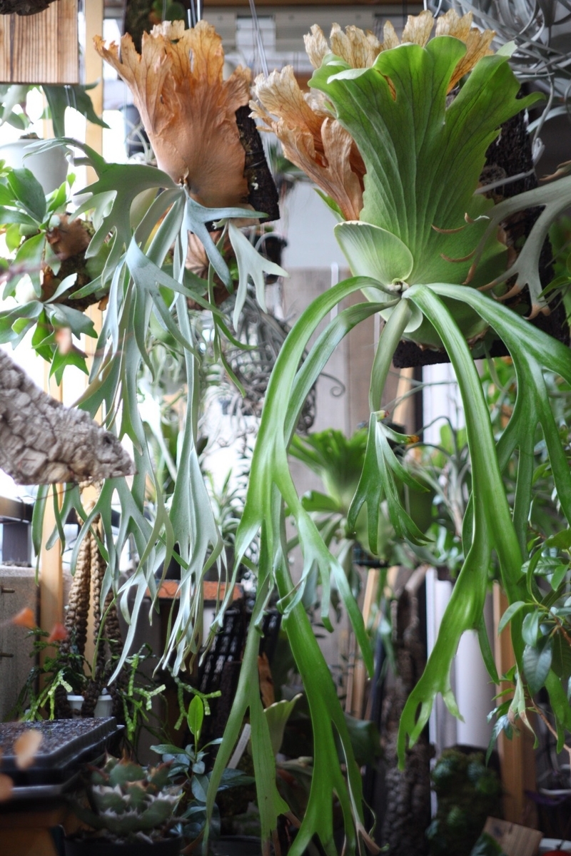 優先配送 P.Willinckii Thin ビカクシダ Bali 植物/観葉植物 ...