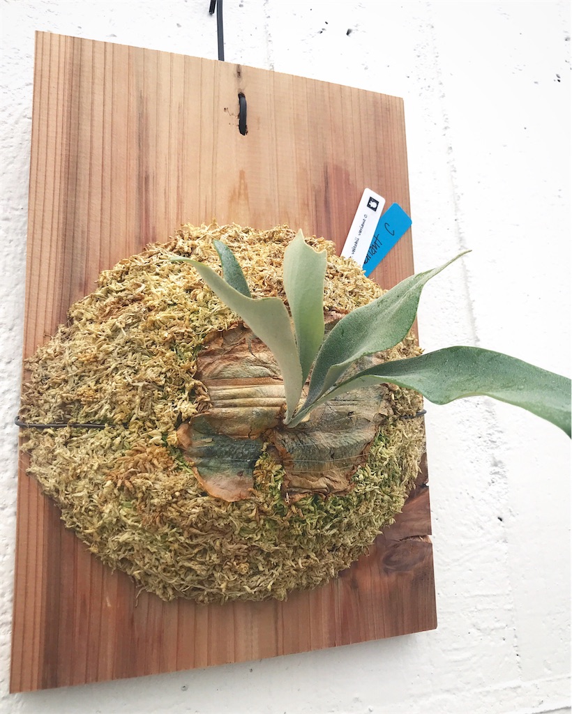 P. veitchii variant C - bikalog