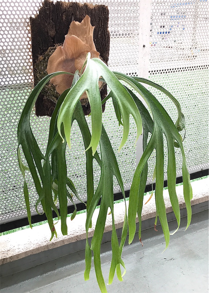 Mt,Lewis x Willinckii マントルイス✖️ウイリンキー希少株 【公式通販】