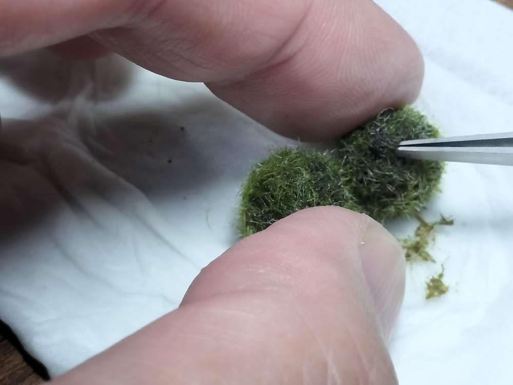 まりも物語のまりもの手入れをしている画像