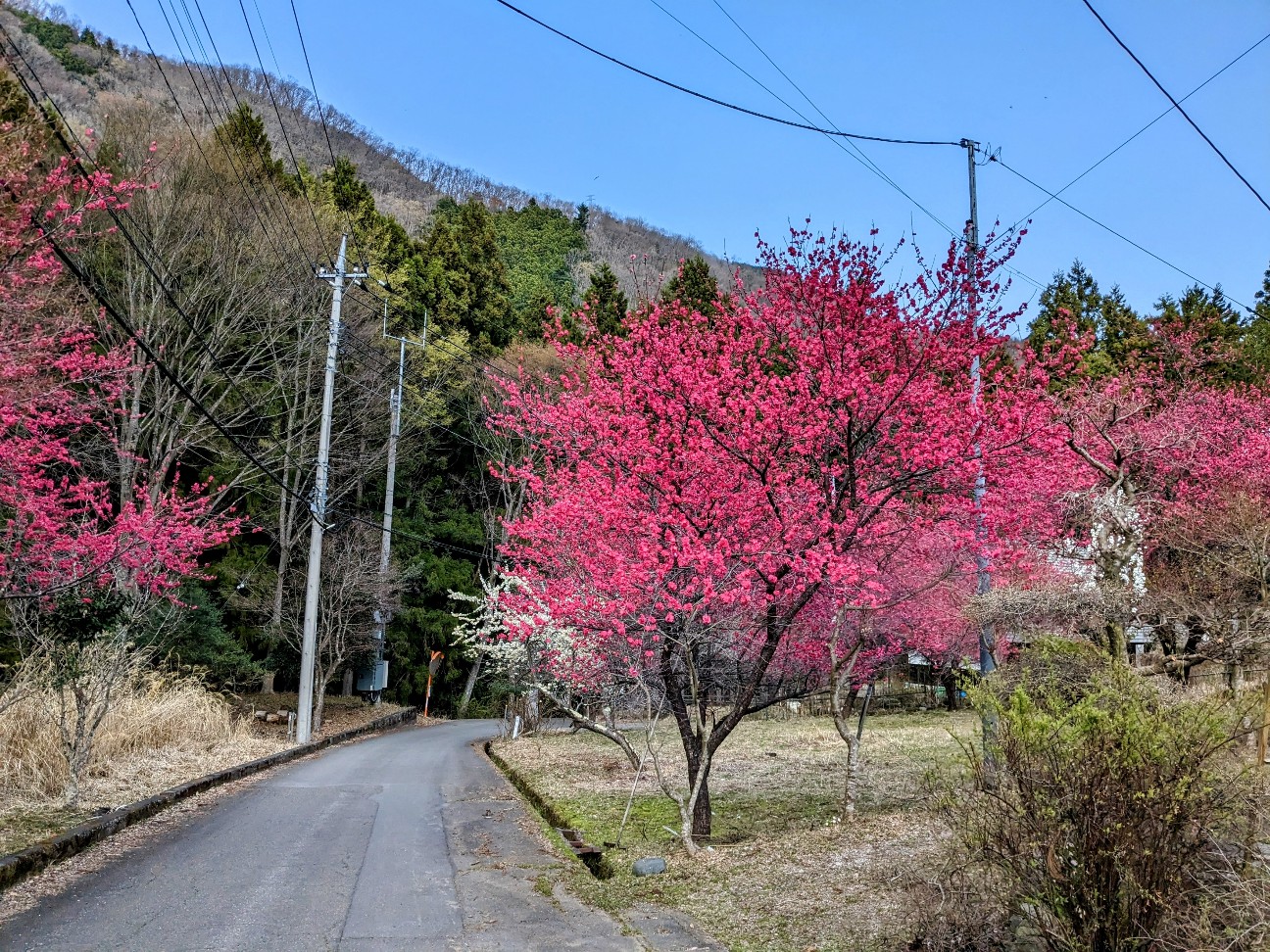 f:id:bikedane:20230410142057j:image f:id:bikedane:20230410142057j:image