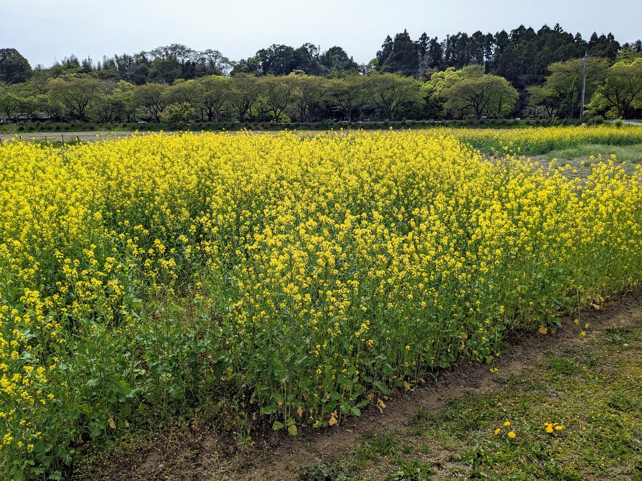f:id:bikedane:20230414181443j:image f:id:bikedane:20230414181443j:image