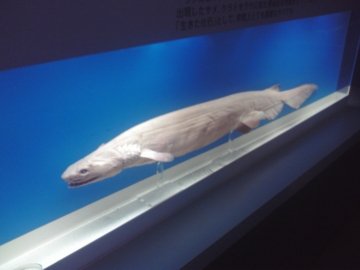 f:id:bikeerx:20090730011211j:image