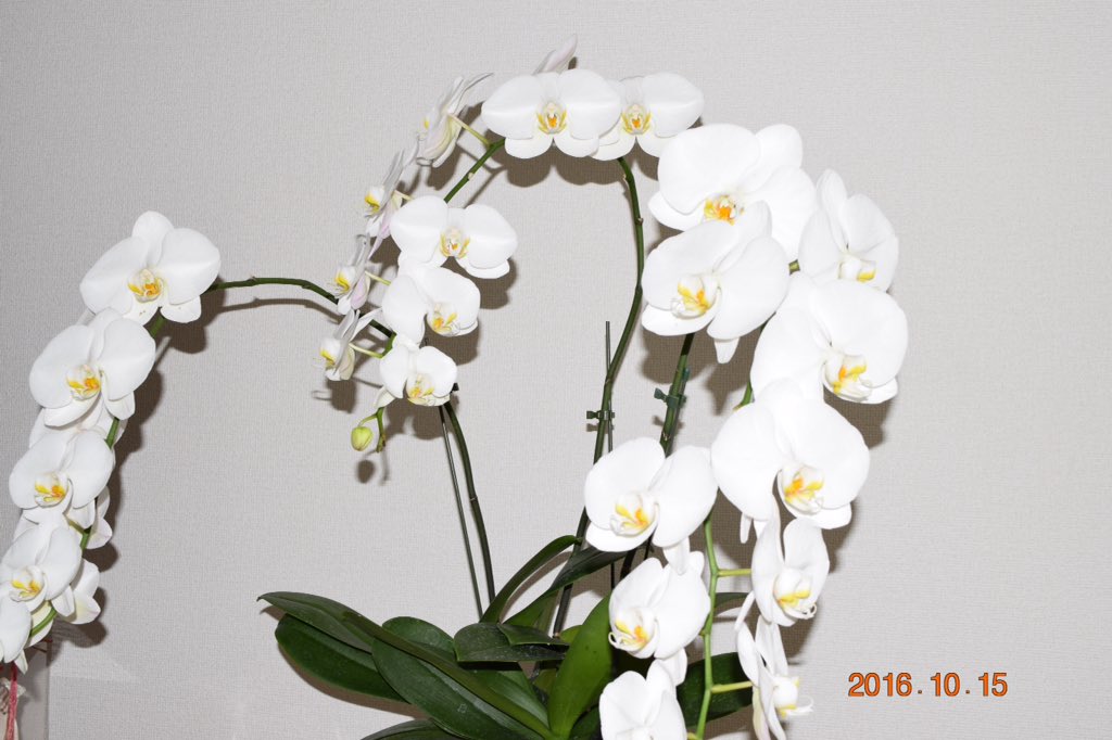 f:id:bikehosi:20161027192159j:plain f:id:bikehosi:20161027192159j:plain