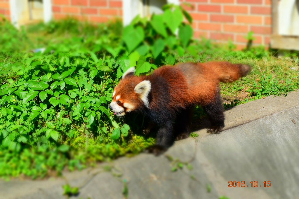 f:id:bikehosi:20161027192331j:plain f:id:bikehosi:20161027192331j:plain