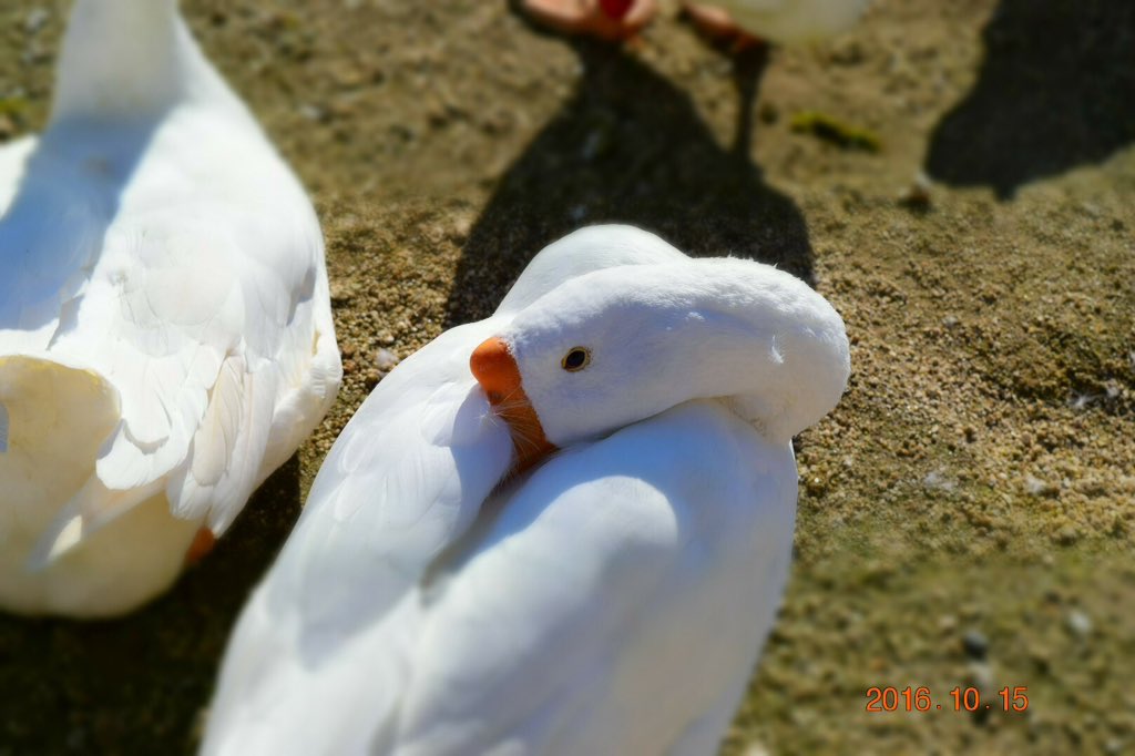 f:id:bikehosi:20161027192458j:plain f:id:bikehosi:20161027192458j:plain