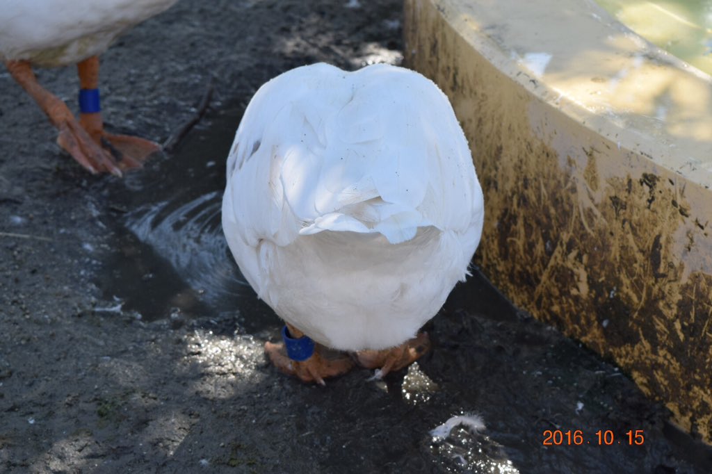 f:id:bikehosi:20161027192733j:plain f:id:bikehosi:20161027192733j:plain