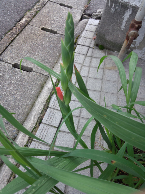f:id:bikenwakaba:20140714164012j:image