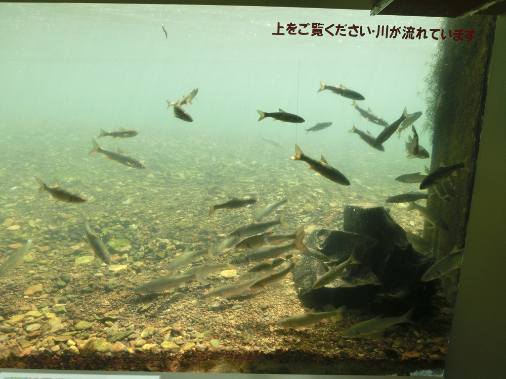 f:id:bikeshop-airu:20200911182622j:plain