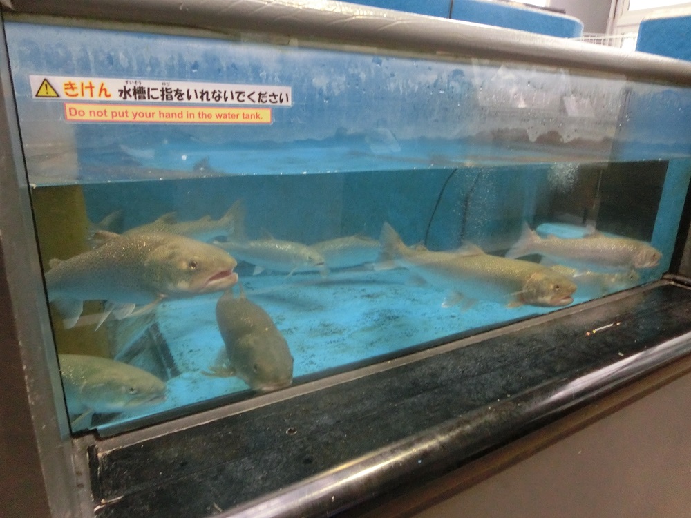 f:id:bikeshop-airu:20211017134044j:plain