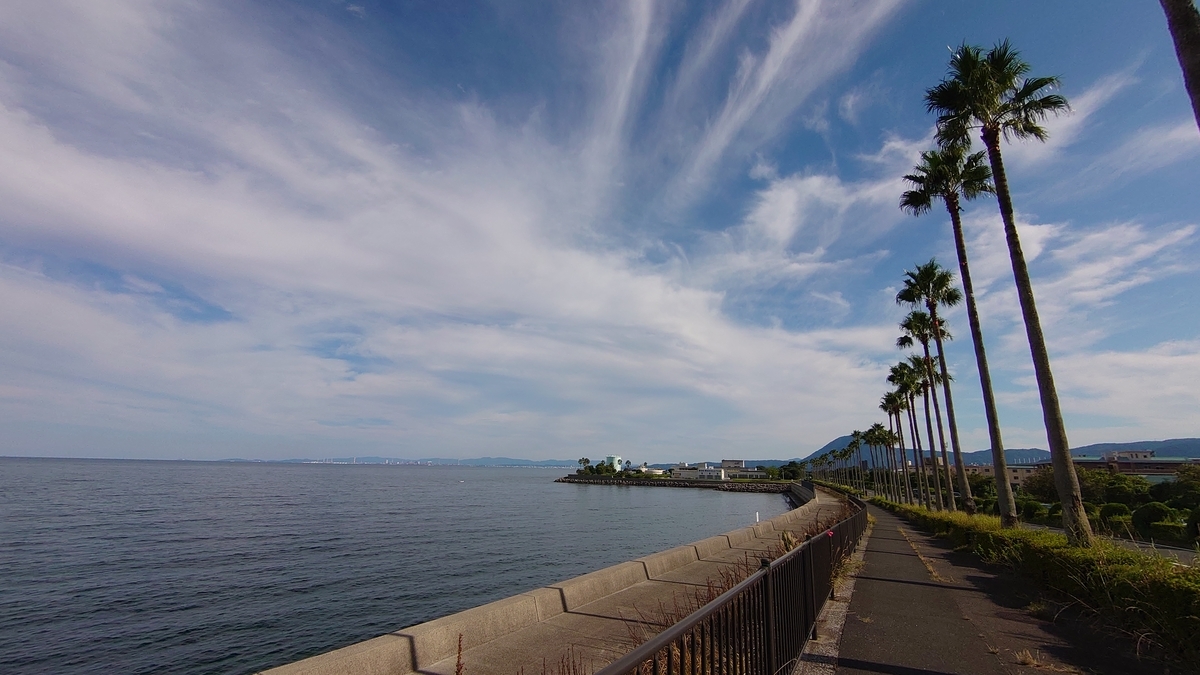 国道10号線 別府湾 街路樹